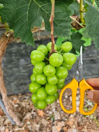 이금철님의 포도 · 영농일지 작성글 사진