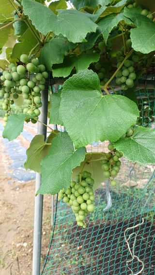 향촌님의 포도 · 영농일지 작성글 사진