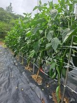 팜모닝 고추·영농일지 게시글 이미지