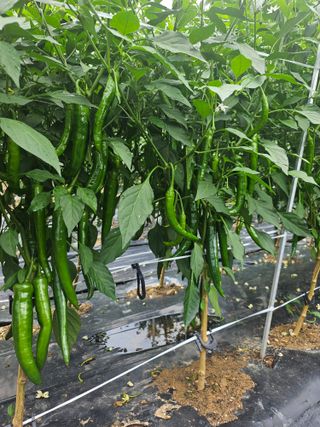 토종님의 고추 · 영농일지 작성글 사진