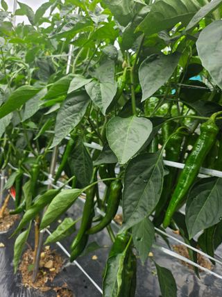 토종님의 고추 · 영농일지 작성글 사진