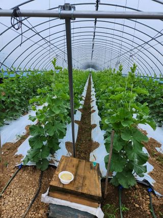 김저팔계님의 기타작물 · 영농일지 작성글 사진