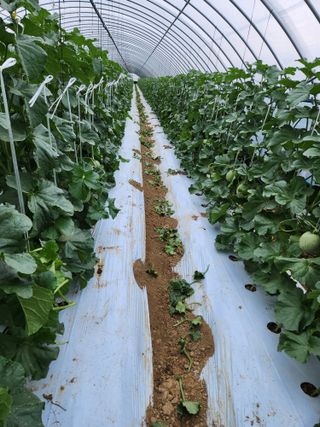 김저팔계님의 기타작물 · 영농일지 작성글 사진