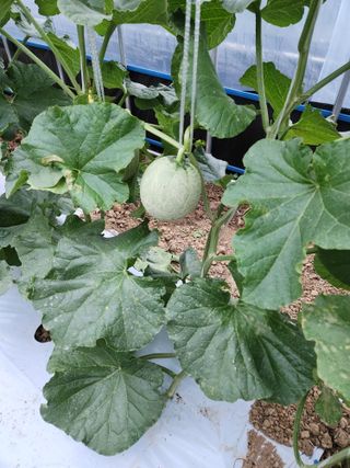 김저팔계님의 기타작물 · 영농일지 작성글 사진