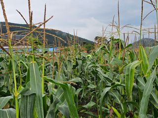 내츄럴팜 채명심님의 옥수수 · 영농일지 작성글 사진