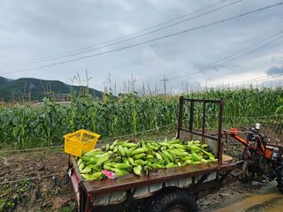 내츄럴팜 채명심님의 옥수수 · 영농일지 작성글 사진