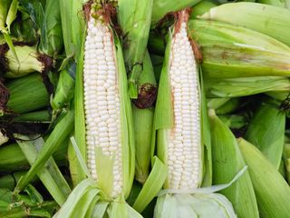 내츄럴팜 채명심님의 옥수수 · 영농일지 작성글 사진