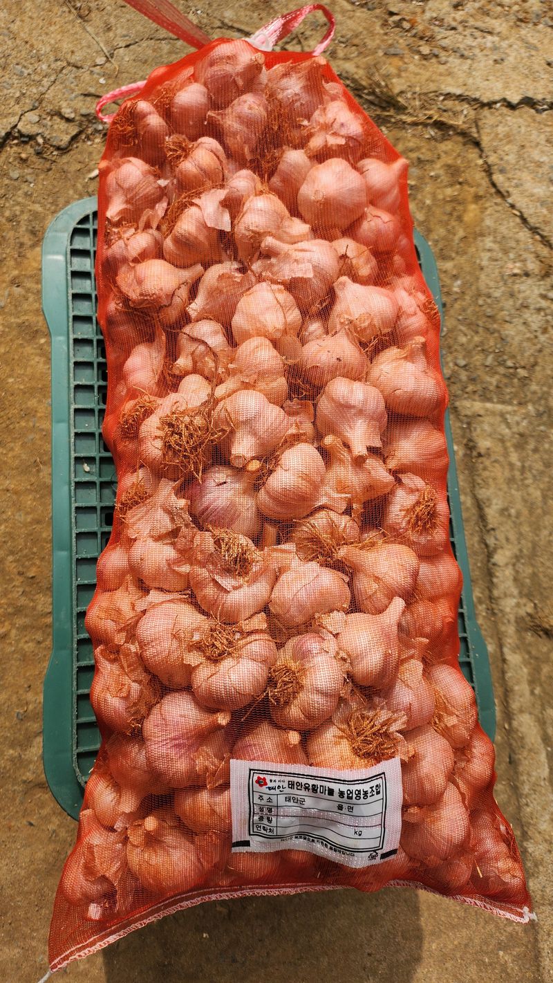 조한솔님의 장터 판매 상품 [유황홍산마늘 저장용 판매] 첨부 사진