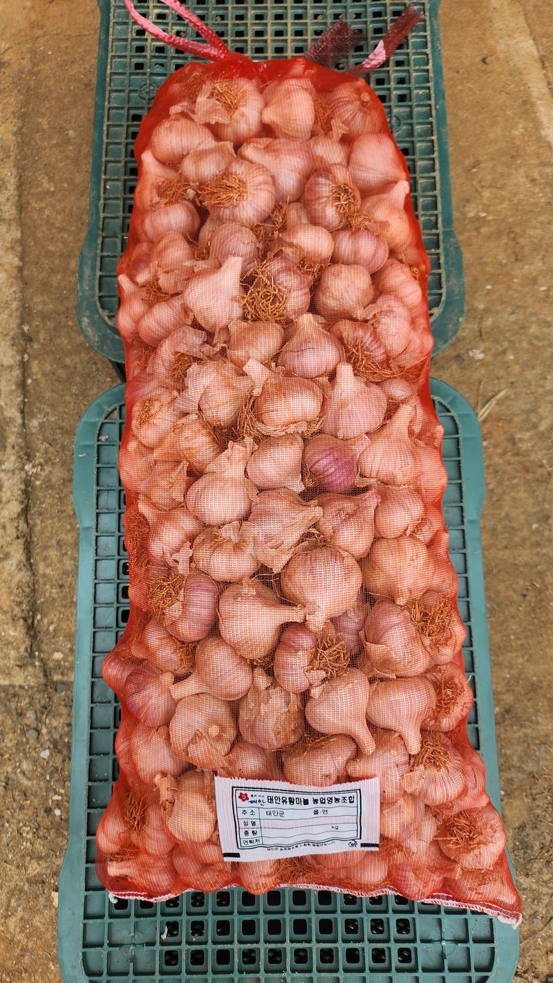조한솔님의 장터 판매 상품 [유황홍산마늘 저장용 판매] 첨부 사진