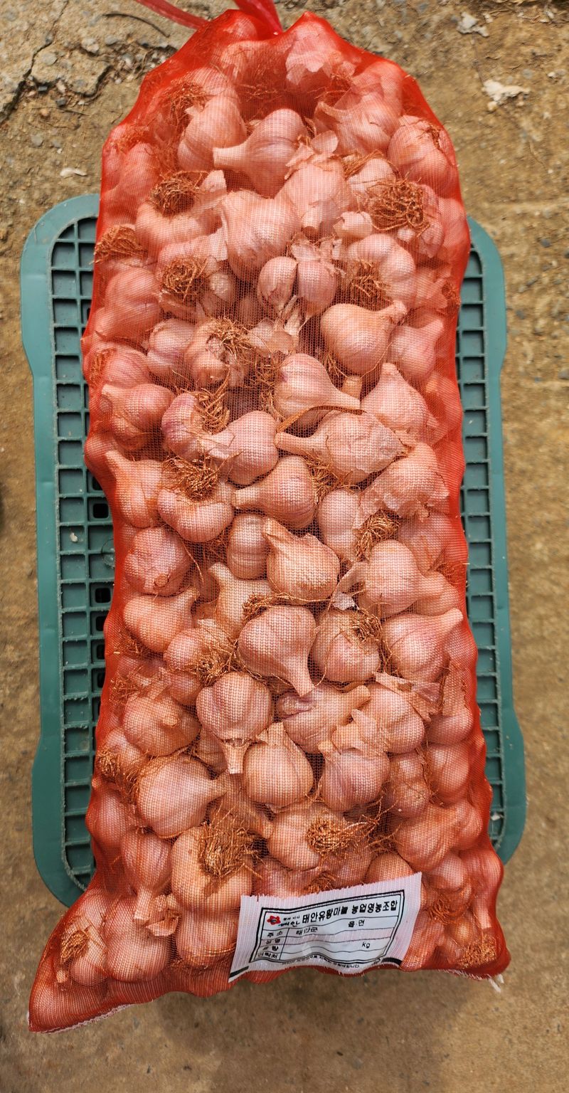 조한솔님의 장터 판매 상품 [유황홍산마늘 저장용 판매] 첨부 사진