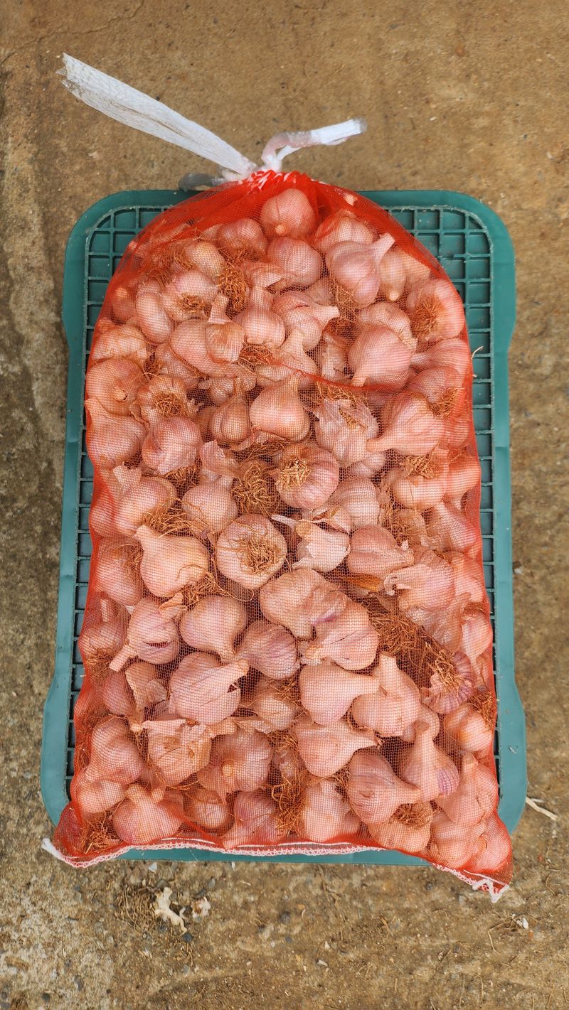 조한솔님의 장터 판매 상품 [유황홍산마늘 저장용 판매] 첨부 사진