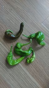 팜모닝 고추·병해충상담 게시글 이미지