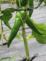 팜모닝 고추·영농일지 게시글 이미지