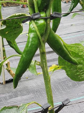 보문거사님의 고추 · 영농일지 작성글 사진