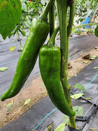 보문거사님의 고추 · 영농일지 작성글 사진