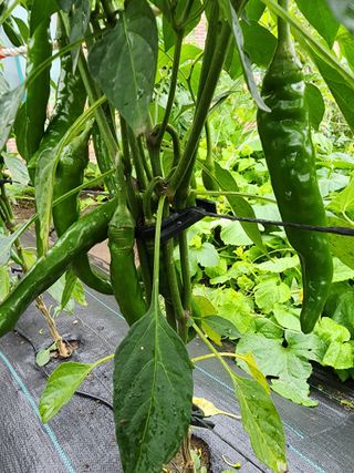 보문거사님의 고추 · 영농일지 작성글 사진