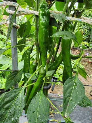 보문거사님의 고추 · 영농일지 작성글 사진