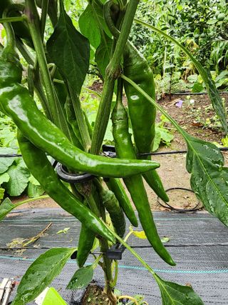 보문거사님의 고추 · 영농일지 작성글 사진