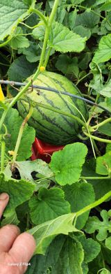 팜모닝 자유주제·자유게시판 게시글 이미지