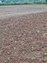 팜모닝 들깨·영농일지 게시글 이미지