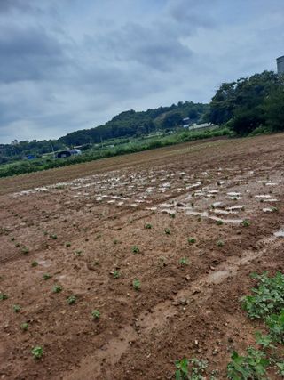호박 정정호님의 들깨 · 영농일지 작성글 사진