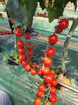 팜모닝 토마토·영농일지 게시글 이미지