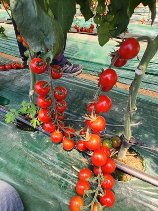 종훈님의 토마토 · 영농일지 작성글 사진