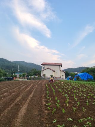 조연상님의 들깨 · 영농일지 작성글 사진