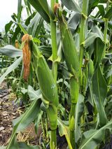 팜모닝 옥수수·영농일지 게시글 이미지