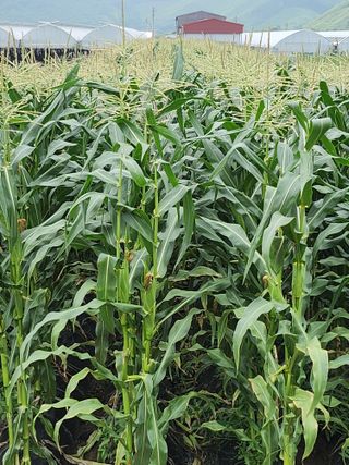 김창순님의 옥수수 · 영농일지 작성글 사진