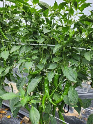 김창순님의 옥수수 · 영농일지 작성글 사진