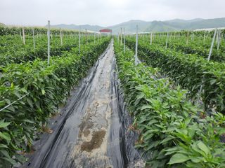 김창순님의 옥수수 · 영농일지 작성글 사진