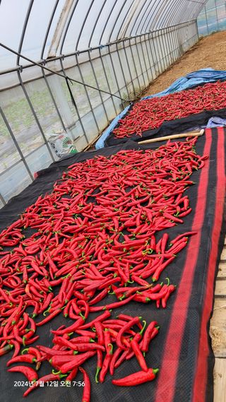 김종수님의 고추 · 영농일지 작성글 사진