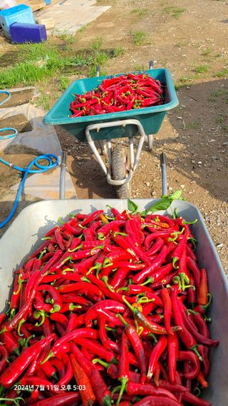 김종수님의 고추 · 영농일지 작성글 사진