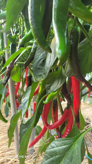 김종수님의 고추 · 영농일지 작성글 사진