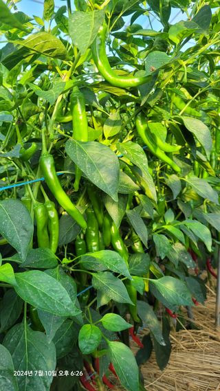 김종수님의 고추 · 영농일지 작성글 사진