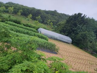 김팔열님의 들깨 · 영농일지 작성글 사진