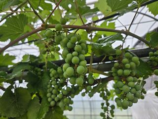 일심묘목농원님의 자유주제 · 자유게시판 작성글 사진