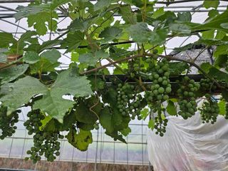 일심묘목농원님의 자유주제 · 자유게시판 작성글 사진