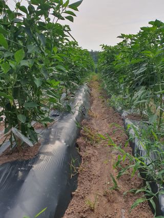 김영복님의 고추 · 영농일지 작성글 사진