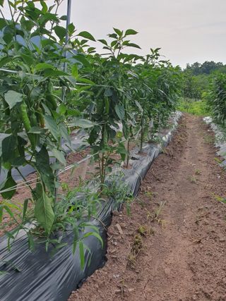 김영복님의 고추 · 영농일지 작성글 사진