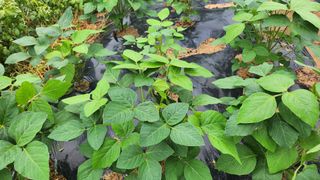 경주 천년미소님의 콩 · 영농일지 작성글 사진