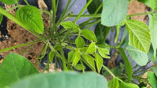 경주 천년미소님의 콩 · 영농일지 작성글 사진