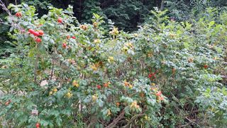 (힐링따오기쉼터)님의 기타작물 · 영농일지 작성글 사진