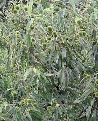 오순남님의 두릅 · 영농일지 작성글 사진