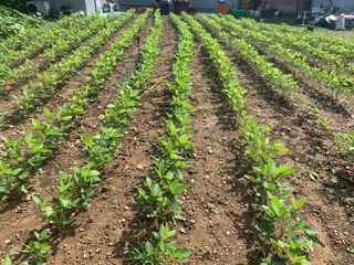 조용욱 용강농원님의 콩 · 영농일지 작성글 사진