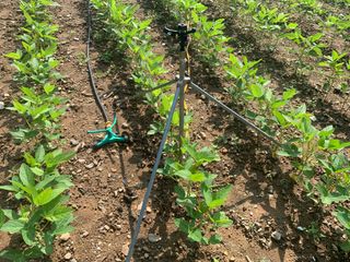 조용욱 용강농원님의 콩 · 영농일지 작성글 사진