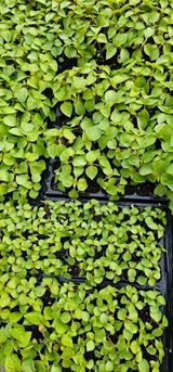 팜모닝 🎉상반기 결산 자랑하기·참여글 게시글 이미지