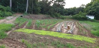 노을연가님의 옥수수 · 영농일지 작성글 사진