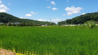 긍정에농군님의 벼 · 영농일지 작성글 사진